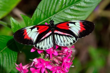 El hilo de las mariposas. Mariposa-colores-e1502277972954